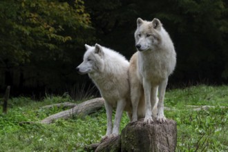 Two Arctic wolves, white wolves, polar wolves (Canis lupus arctos) in zoo, wolf species native to