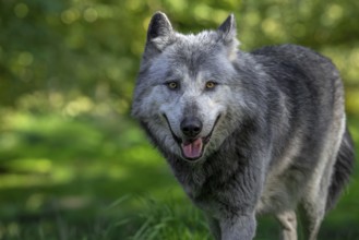Close-up portrait of black and white Northwestern wolf, Mackenzie Valley wolf, Canadian, Alaskan