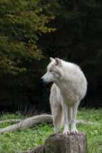 Arctic wolf, white wolf, polar wolf (Canis lupus arctos) in zoo, native to the High Arctic tundra