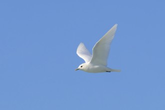Ivory gull (Pagophila eburnea, Larus eburneus) flying against blue sky along the coast of Svalbard,