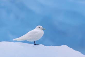Ivory gull (Pagophila eburnea, Larus eburneus) resting on ice floe along the coast of Svalbard,