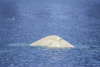 Surfacing beluga whale, white whale (Delphinapterus leucas) showing scars on back by boat propeller