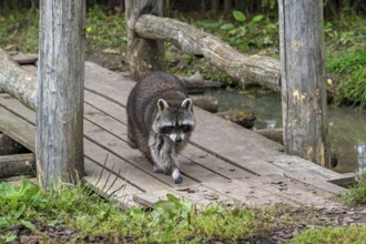 Common raccoon, North American racoon (Procyon lotor) walking over wooden footbridge, invasive