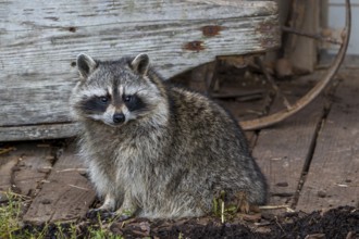 Common raccoon, North American racoon (Procyon lotor) in front of wooden shed, invasive species