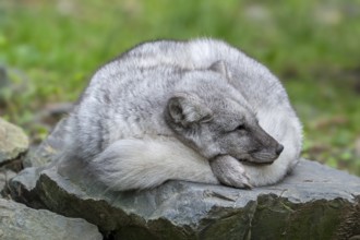 Arctic fox, white fox, polar fox, snow fox (Vulpes lagopus) sleeping curled up on rock, showing