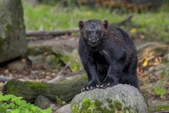 Wolverine, glutton, carcajou (Gulo gulo) showing its big paws with crampon-like claws in forest,