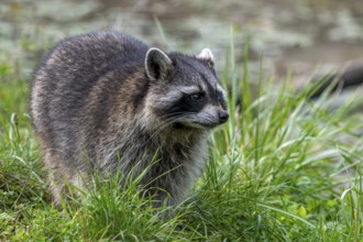 Common raccoon, North American racoon (Procyon lotor) foraging along river bank, invasive species