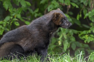 Wolverine, glutton, carcajou (Gulo gulo) hunting in forest, native to Scandinavia, Russia, Siberia,