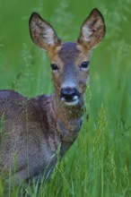 Close-up of a deer with a grassy background, European deer (Capreolus capreolus), Hesse, Germany
