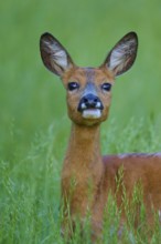 Close-up of deer in tall grass with an attentive eye, European deer (Capreolus capreolus), Hesse,