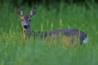 A deer stands in tall grass and looks intently, European deer (Capreolus capreolus), Hesse, Germany