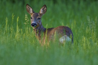 A deer stands quietly in tall grass and looks curiously sideways, European deer (Capreolus