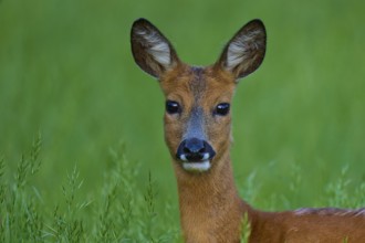 Portrait of a deer looking at the camera surrounded by green grass, European deer (Capreolus