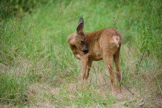 A deer licks its fur while standing in the grass, European deer (Capreolus capreolus), summer,