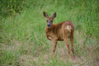 A deer looks over its shoulder and stands in high meadow, European deer (Capreolus capreolus),