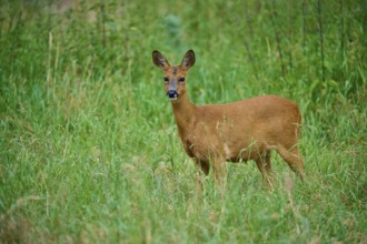 A deer stands in a green field and looks around attentively, European deer (Capreolus capreolus),