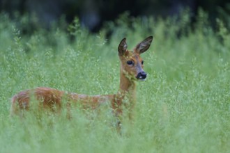 A deer stands alert in tall grass and looks into the distance, European deer (Capreolus capreolus),