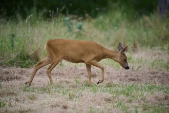 A deer walks carefully across a meadow in summer, European deer (Capreolus capreolus), summer,