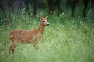 Deer looks attentively in a green wooded area, European deer (Capreolus capreolus), Hesse, Germany