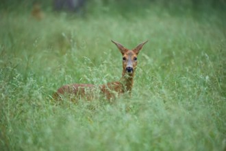 A deer looks calmly out of the lush grass of a forest, European deer (Capreolus capreolus), Hesse,