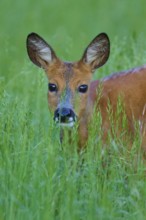 Deer looking out of the shelter of tall grass, its ears set up, European deer (Capreolus