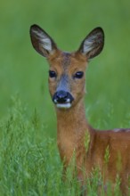 Deer standing in a green field and looking directly at the camera, European deer (Capreolus