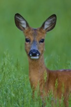 Deer in green meadow, curious and alert, European deer (Capreolus capreolus), Hesse, Germany