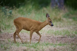 A deer moves thoughtfully through a green meadow, European deer (Capreolus capreolus), summer,