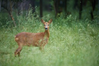 Deer standing in a green wooded area and looking intently at the camera, European deer (Capreolus