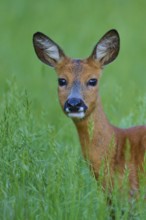 Deer in a green field, curious and with open ears, European deer (Capreolus capreolus), Hesse,