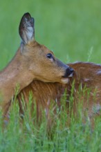 Deer turns its head backwards to care for its fur in a green field, European deer (Capreolus