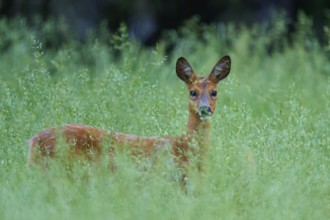 Deer standing curiously in the tall grass of a green forest, European deer (Capreolus capreolus),