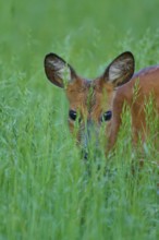 Deer partly hides in tall grass and looks out curiously, European deer (Capreolus capreolus),