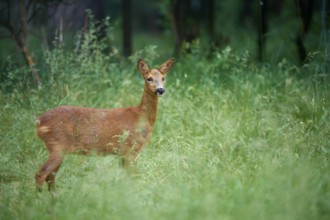 Deer standing alert in the thick green of a wooded area, European deer (Capreolus capreolus),