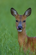 Deer licking its lips in a green field, alert, European deer (Capreolus capreolus), Hesse, Germany