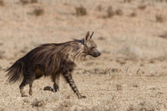 Brown hyena (Parahyaena brunnea), adult running in dry grassland, Kgalagadi Transfrontier Park,