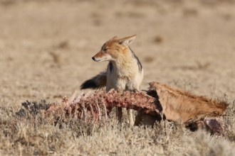 Black-backed jackal (Lupulella mesomelas), adult, standing near the carcass of a common eland