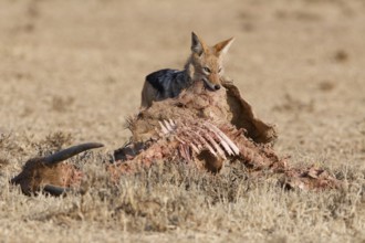 Black-backed jackal (Lupulella mesomelas), adult, alert, feeding on skin and carcass of a common