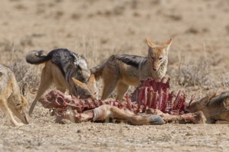 Black-backed jackals (Lupulella mesomelas), group of jackals, feeding on carcass of a common eland