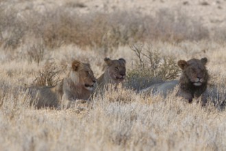 African lions (Panthera leo), lioness with two young adult males, lying in tall dry grass, resting