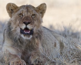 African lion (Panthera leo), young adult male lying down, resting in the shade, looking at camera,