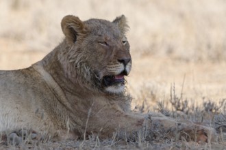 African lion (Panthera leo), young adult male lying down, resting in the shade, alert, animal