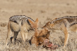 Black-backed jackals (Lupulella mesomelas), two adults, feeding on skin and carcass of a common