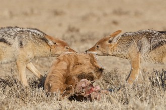 Black-backed jackals (Lupulella mesomelas), two adults, face to face, fighting over the skin and