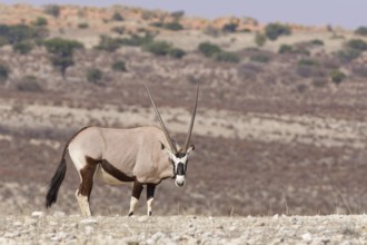 Gemsbok (Oryx gazella), adult, standing at the top of the hill, looking at camera, alert, Kgalagadi