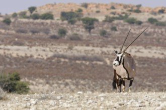 Gemsbok (Oryx gazella), adult, standing at the top of the hill, looking around, alert, Kgalagadi