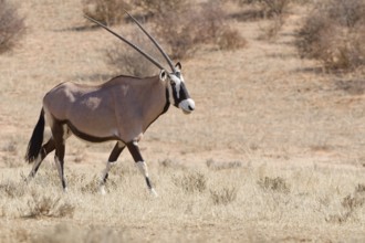 Gemsbok (Oryx gazella), adult female walking in dry grass, Kgalagadi Transfrontier Park, Northern