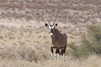 Gemsbok (Oryx gazella), adult female in dry grass, standing at the top of the hill, looking at