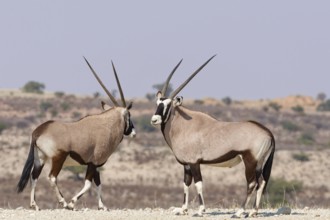 Gemsboks (Oryx gazella), two adult males, standing at the top of the hill, Kgalagadi Transfrontier