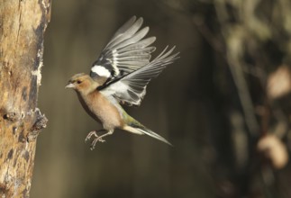 Chaffinch (Fringilla coelebs) male in flight, approach to forage wood, winter feeding, Allgäu,